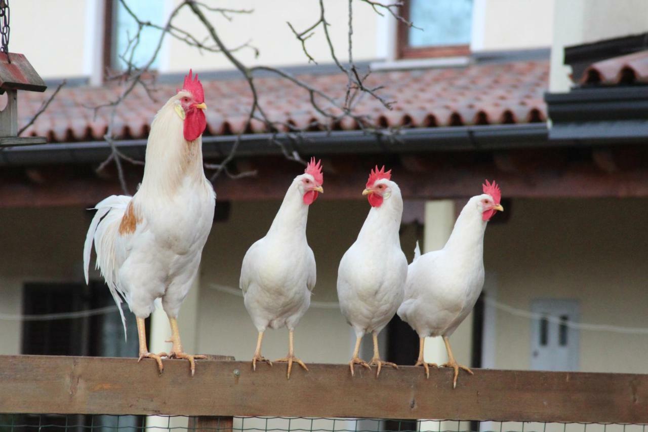 Pensjonat Country House Lokev Zewnętrze zdjęcie